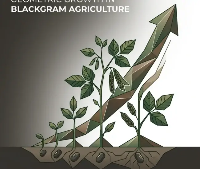 blackgram seeds