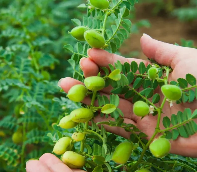 Service 1 Pulses Seeds