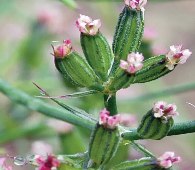 Service 3 Spices Seeds