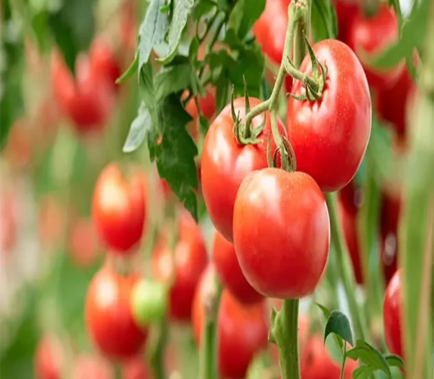 Service 7 Vegetable Seeds