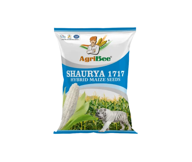 White Maize Shaurya 1717
