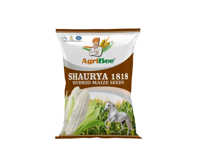 White Maize Shaurya 1818