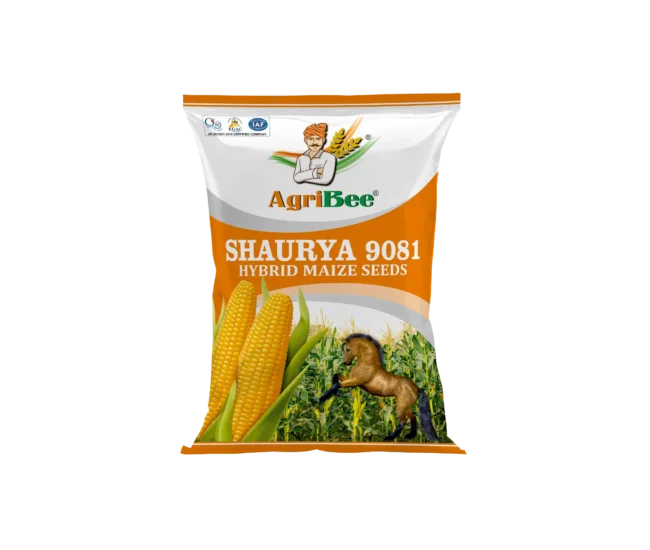 Yellow Maize Shaurya 9081 seller in gujarat