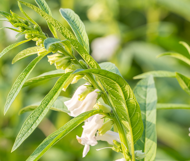 Sesame Farming Guide 5 AgriBee Seeds Pvt Ltd