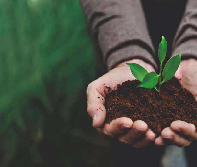 AgriBee Seeds Private Limited