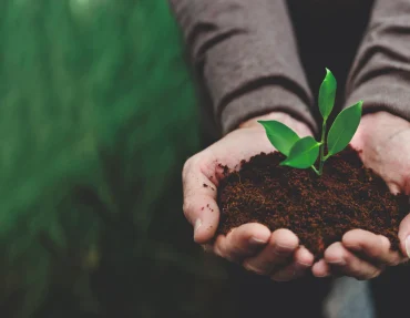 AgriBee Seeds Private Limited