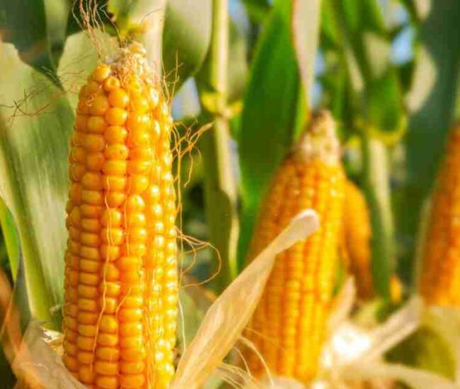 Monsoon Crops in Gujarat