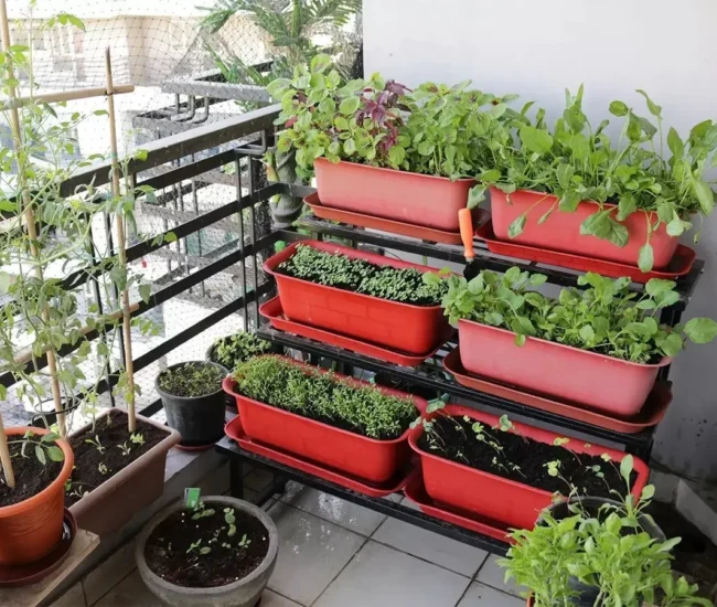 F1 Hybrid Kitchen Garden Seeds