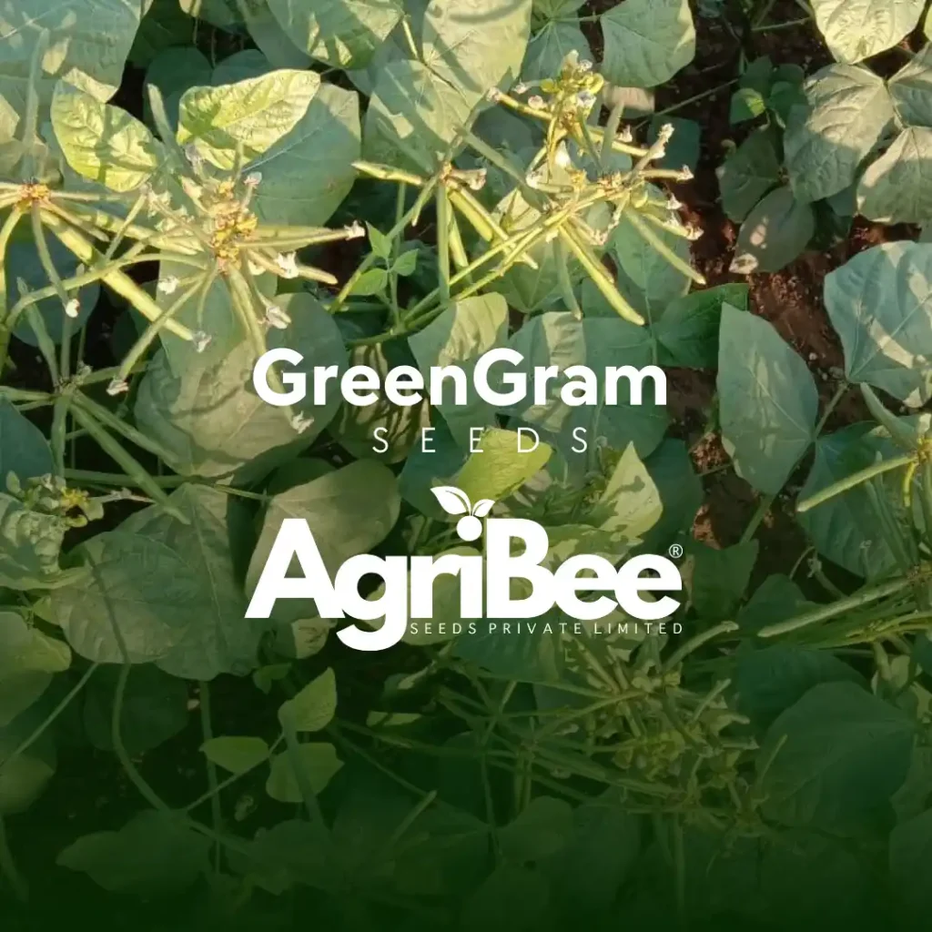 greengram seeds