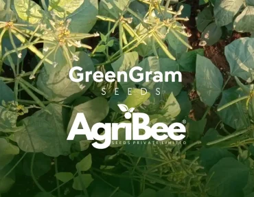 greengram seeds
