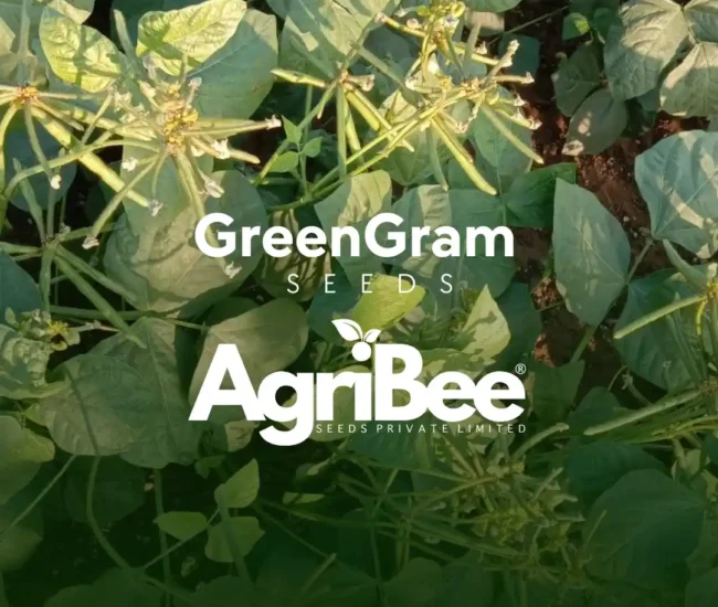 greengram seeds