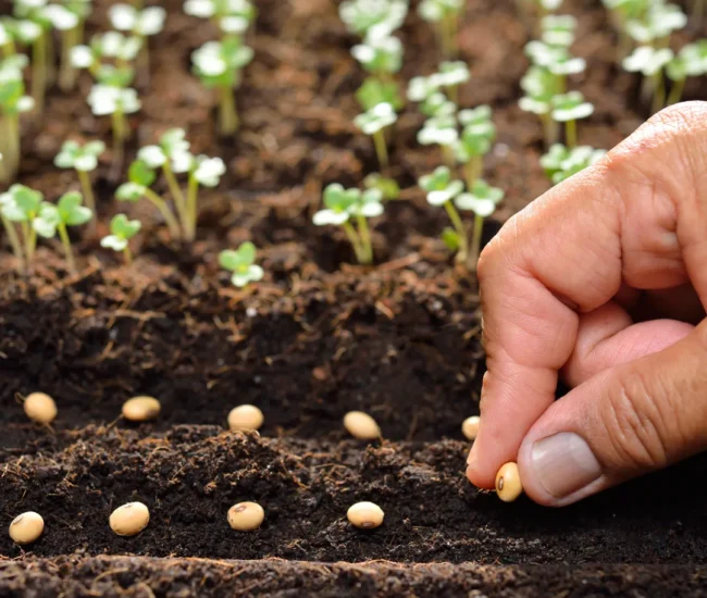 Why Seed Quality Is the Most Overlooked Yet Critical Factor in Farming