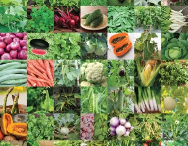 best seeds India best seeds India