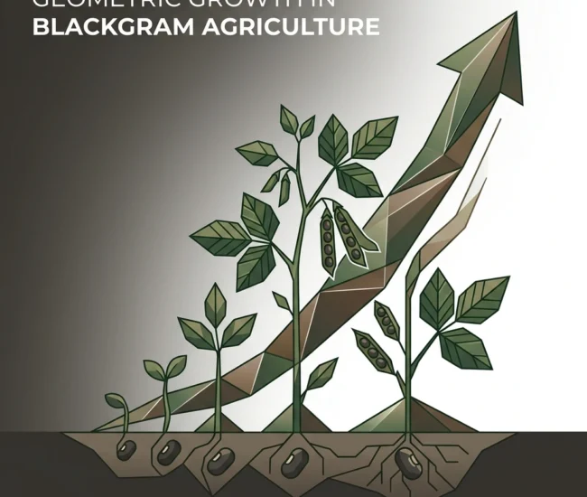 blackgram seeds